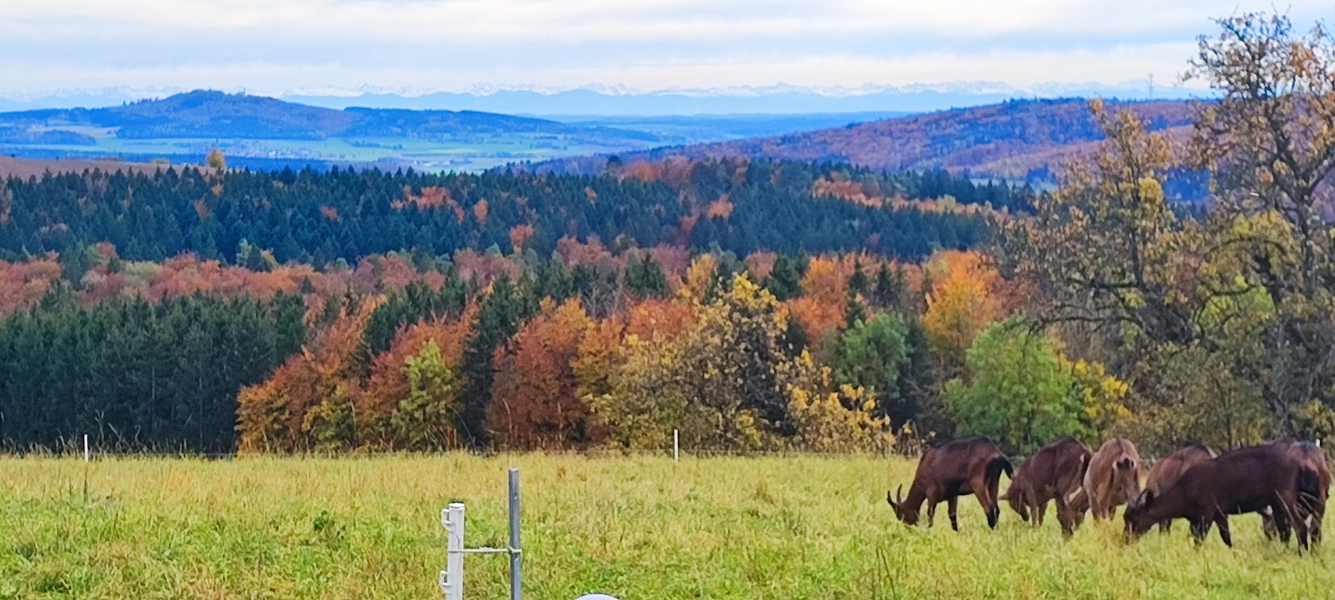 Blick vom Lorettohof bei Zwiefalten zum Bussen und zu den Alpen - Oktober 2023